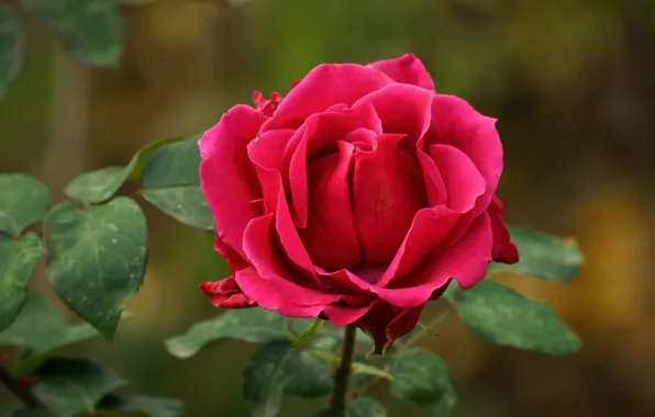 Picture leaves, flowers, background, bright, roses, pink