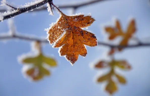 Frost, leaves, branches, yellow, autumn, freezing