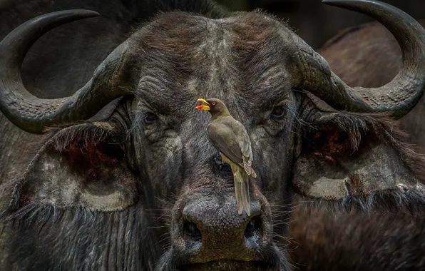 Picture Kenya, African Buffalo, Masai Mara, buff Starling, volclay