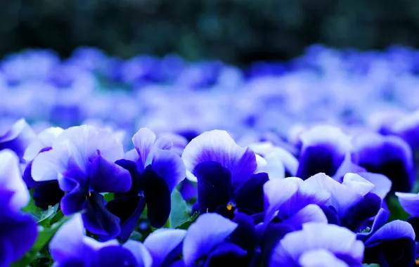 Flowers, petals, blur, viola, Pansy, white-blue