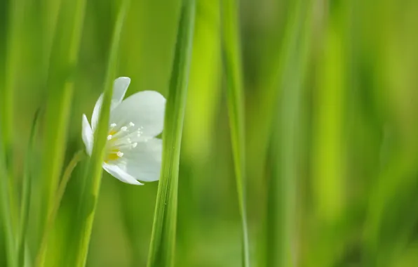 Picture white, flower, grass, one, green