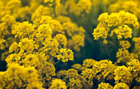 Picture flowers, yellow, small