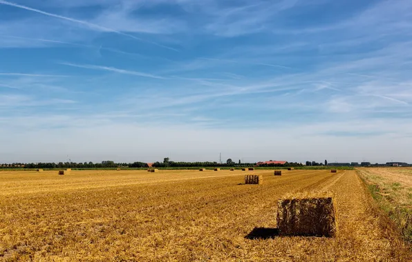 Field, summer, landscape, hay