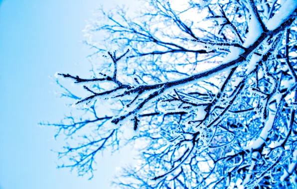 Picture winter, snow, branches, nature