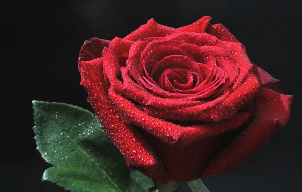 Picture drops, red, rose, Bud