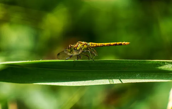 Picture dragonfly, a blade of grass, bokeh