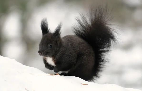 Picture winter, look, snow, squirrel