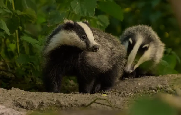 Leaves, nature, pair, face, a couple, bokeh, badger, badgers