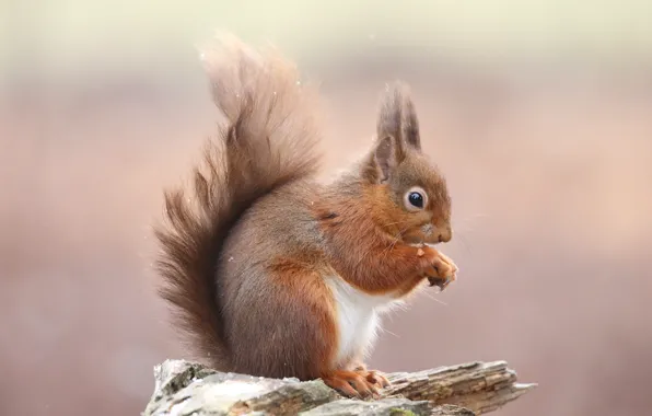 Picture background, stump, protein, sitting