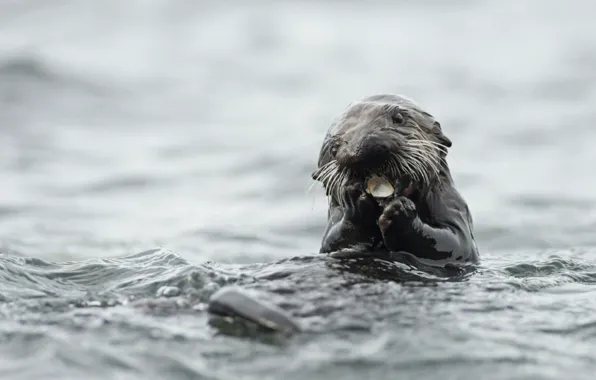 Picture animal, wildlife, otter, eating otter
