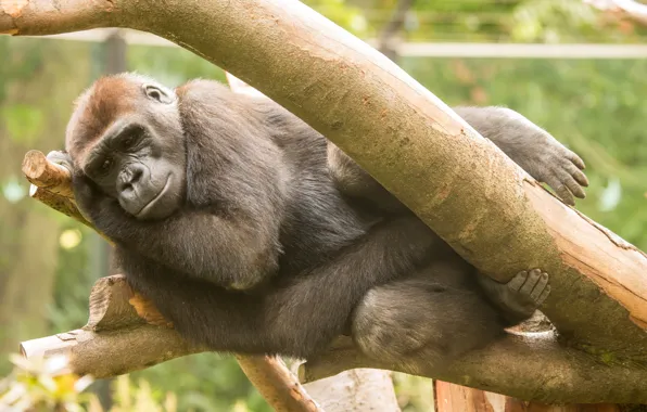 Picture forest, nature, tree, stay, sleep, monkey, gorilla