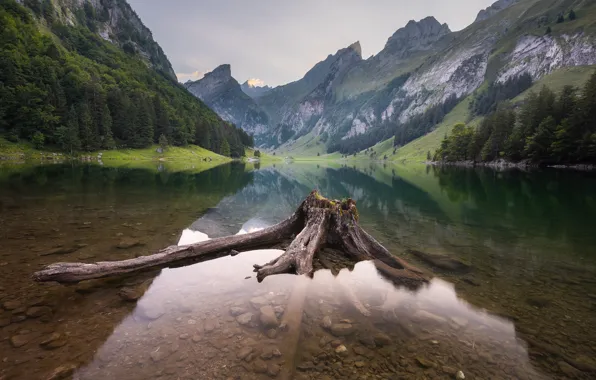 Forest, mountains, lake, shore, stump, snag