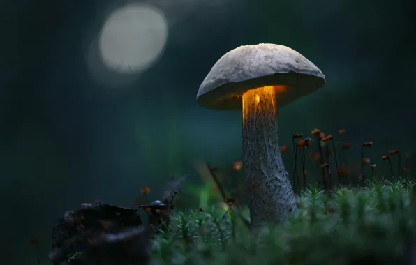 Greens, grass, macro, twilight, Mushroom, light, magically