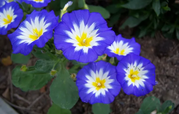 Blue, stars, bindweed, Mamala ©