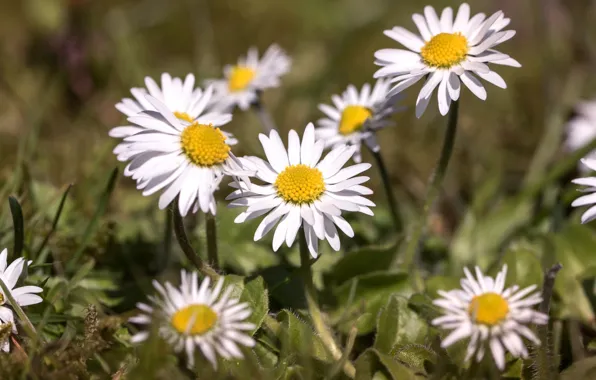 Macro, nature, Daisy
