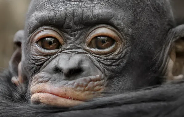 Picture look, background, monkey
