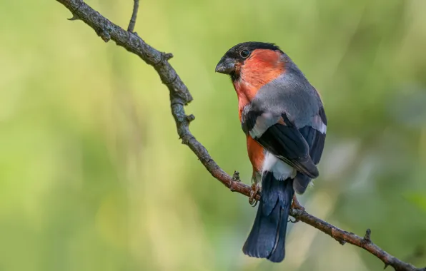 Bird, branch, bullfinch, green background
