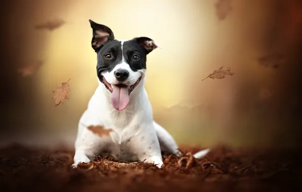 Picture autumn, each, dog