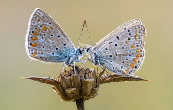 Picture flowers, butterfly, a couple