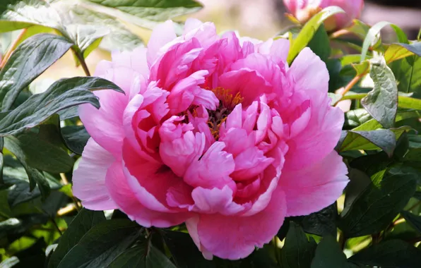 Flower, leaves, macro, pink, bokeh, peonies, peony, Terry