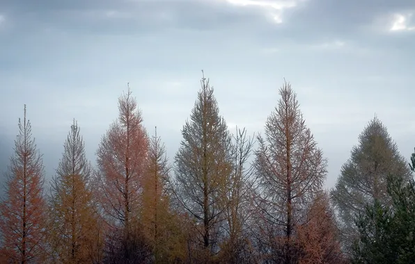 Trees, landscape, nature