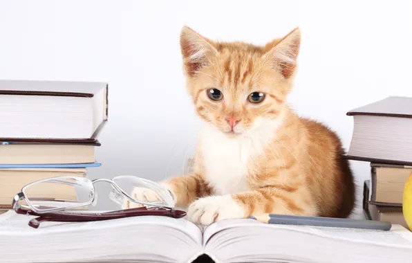 Picture cat, look, books, glasses, striped
