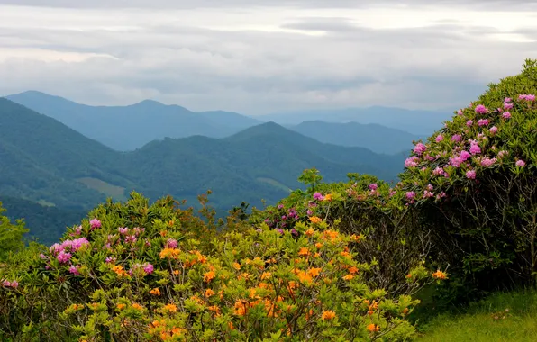 Landscape, flowers, mountains, nature, USA, North Carolina, Rhododendrons