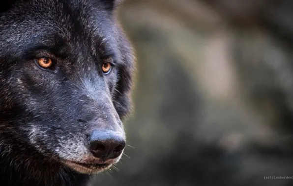 Picture nature, predator, animal, wolf, wildlife, black wolf, Canis lupus, portrait.