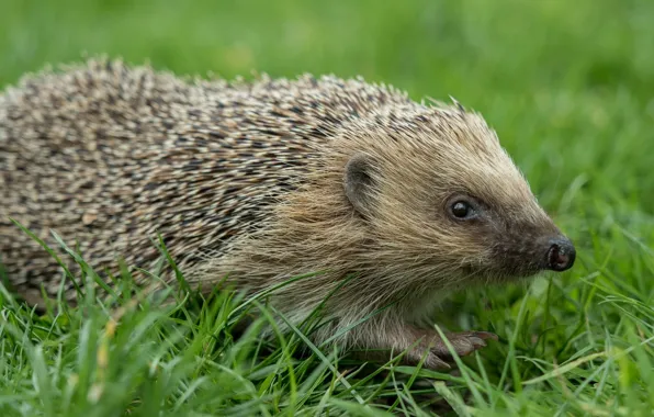 Picture grass, meadow, hedgehog