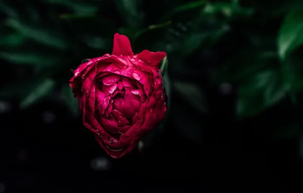 Drops, background, Bud, peony