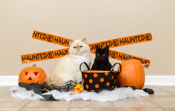 Autumn, cat, white, cat, cats, wall, holiday, basket