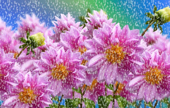 Flowers, Colored, Rain