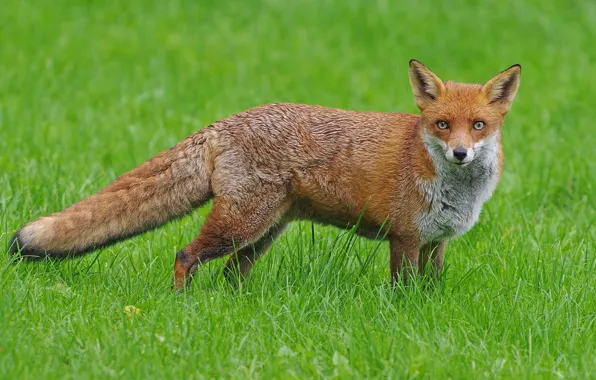Summer, grass, glade, Fox, red