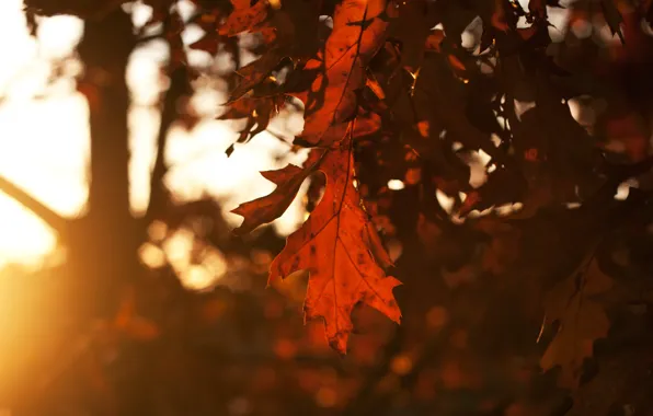 Autumn, the sky, leaves, the sun, rays, trees, sunset, Sheet