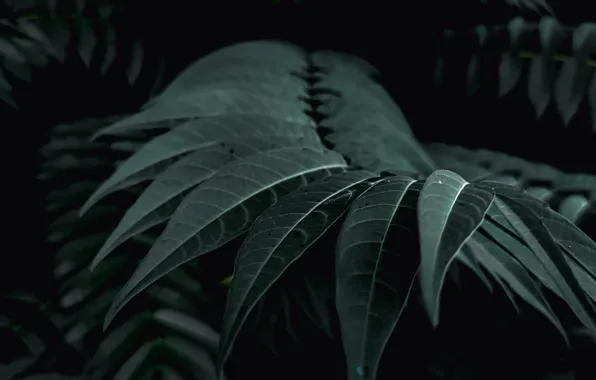 Leaf, Treatment, Bush, Dark, The atmosphere