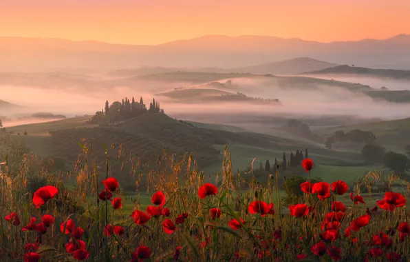 Summer, the sky, light, flowers, mountains, fog, dawn, hills