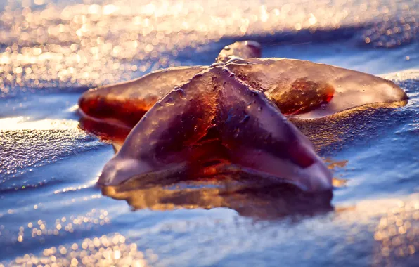 Wet, sea, beach, macro, light, starfish, bokeh