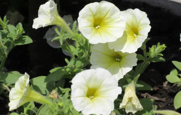 Petunia, Meduzanol ©, summer 2018, yellow Petunia