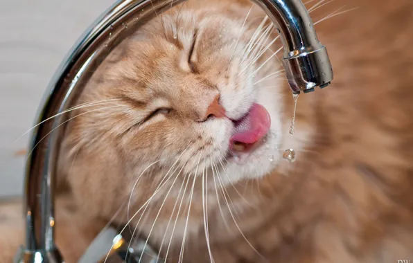 Cat, face, water, drops, thirst, crane, Kote, Maine Coon