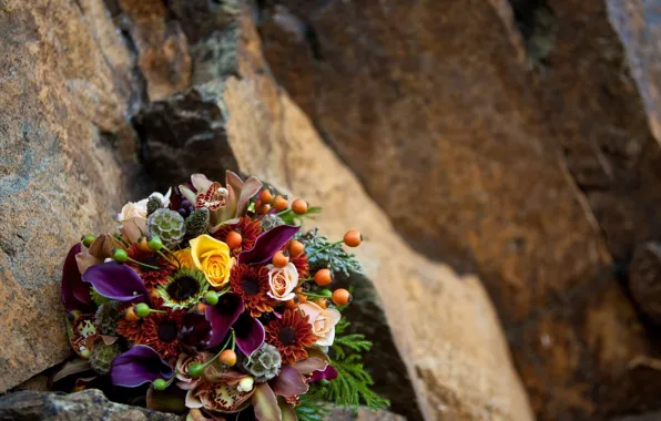 Colorful, rose, flower, photography, photo, flowers, beautiful, pretty