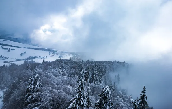 Picture forest, snow, fog, village, Snow in the black forest