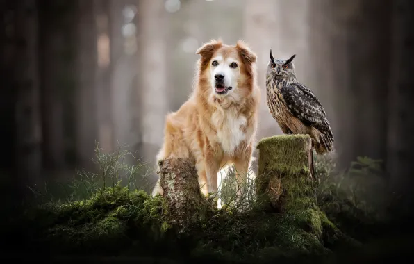 Picture forest, nature, bird, dog