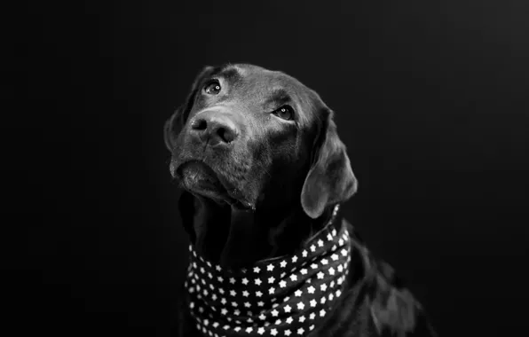 Look, each, dog