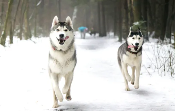 Winter, language, dogs, snow, Park, running, husky, Laika