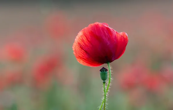 Flower, red, background, Mac, Maki, bokeh