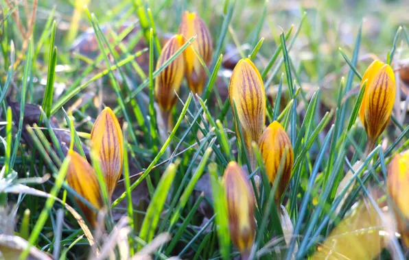 Grass, flowers, glade, spring, yellow, crocuses, buds, bokeh