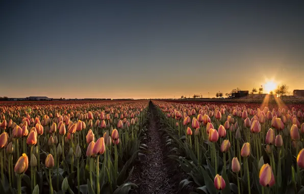 Field, the sky, the sun, rays, light, sunset, flowers, spring
