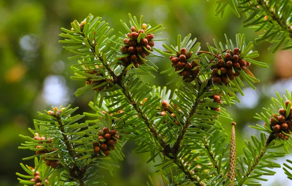 Green, pine, twig, coniferous