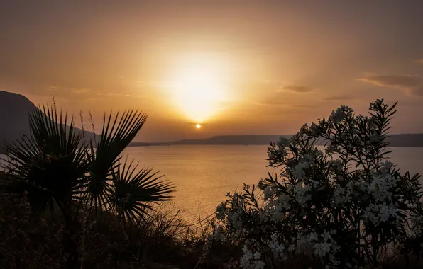 Sea, the sky, leaves, the sun, light, sunset, flowers, branches