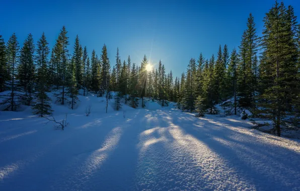 Picture winter, forest, the sky, the sun, rays, snow, trees